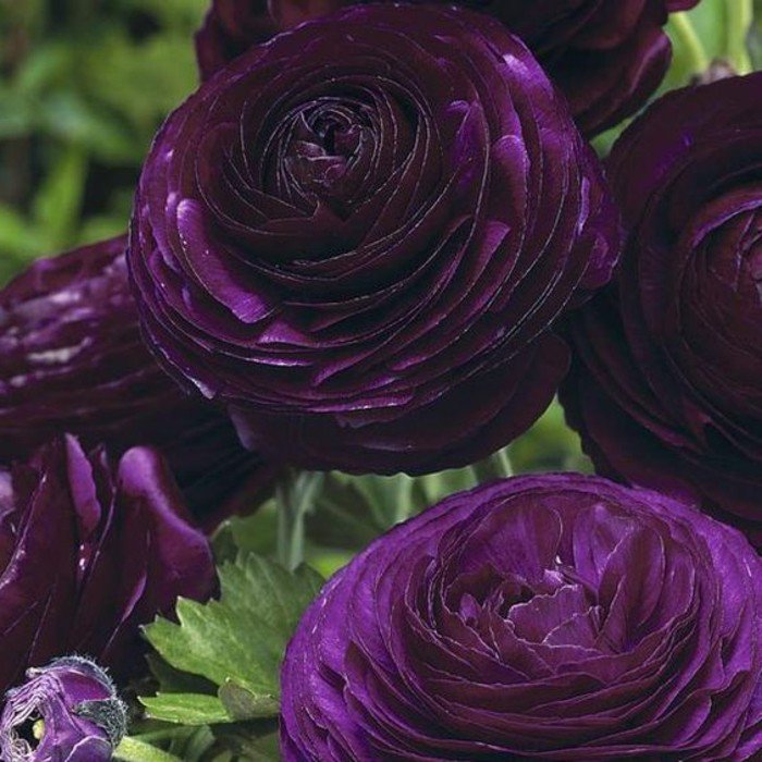magnifique-fleur-violettes-fleur-la-violette-bouquet-de-violettes-fleurs-violet-sombre