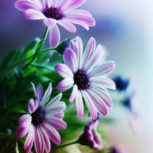 Les plus belles fleurs violettes en beaucoup d'images charmantes!