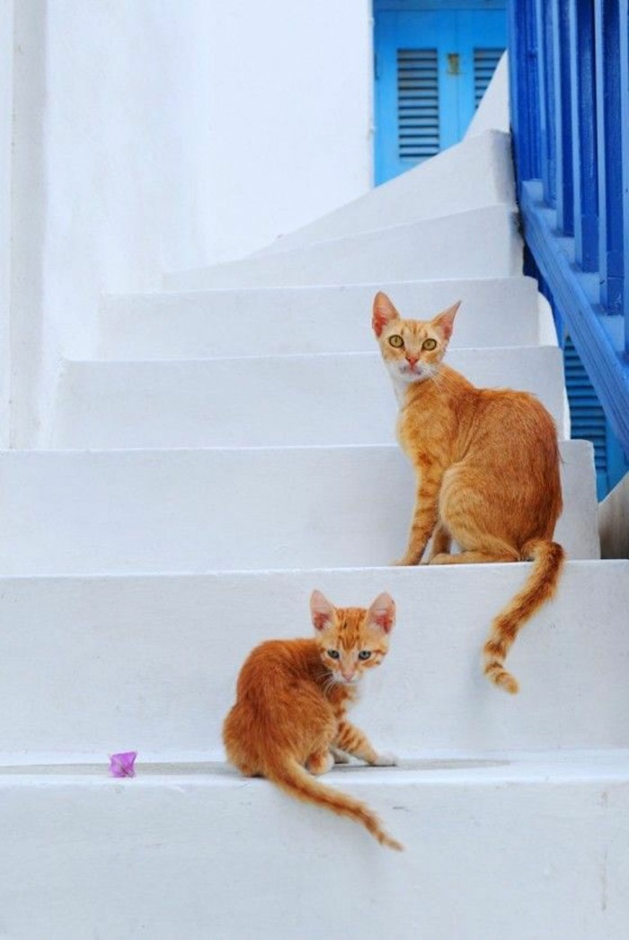 myconos-vacances-en-ile-grèce-trop-cool-en-europe-chatons