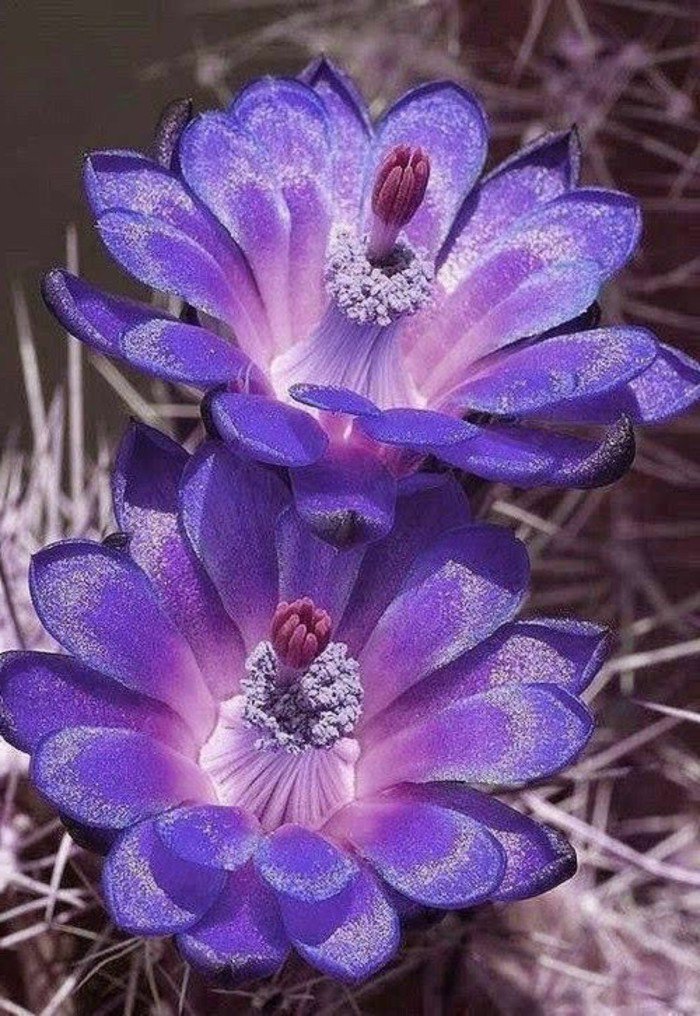 petites-fleurs-violettes-la-violette-fleur-sauvage-nature-image-nature