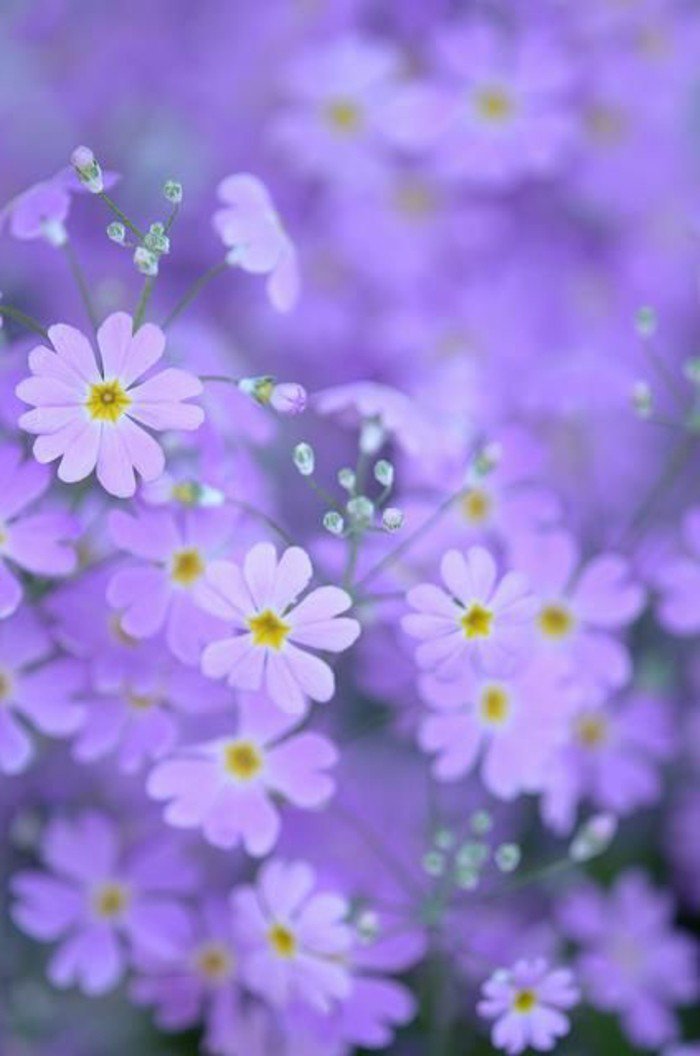photographie-jolie-la-beauté-de-la-nature-choux-fleur-violet-image-dans-la-foret
