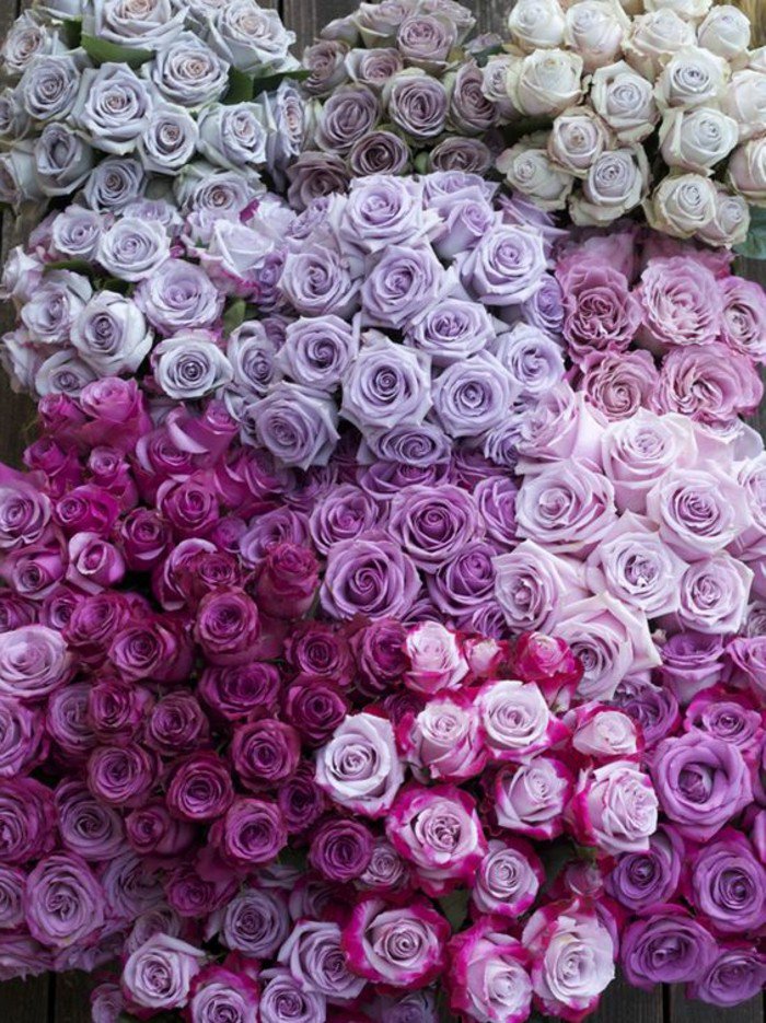 photographie-jolie-la-beauté-de-la-nature-choux-fleur-violet-image-en-rose-blanc-et-violet