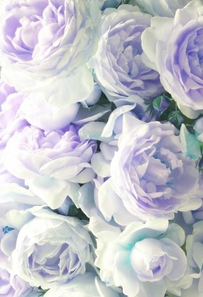 photographie-jolie-la-beauté-de-la-nature-choux-fleur-violet-image-roses-blaches