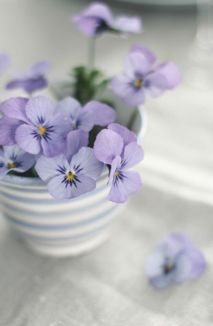 photographie-jolie-la-beauté-de-la-nature-choux-fleur-violet-image-un-pot-blanc