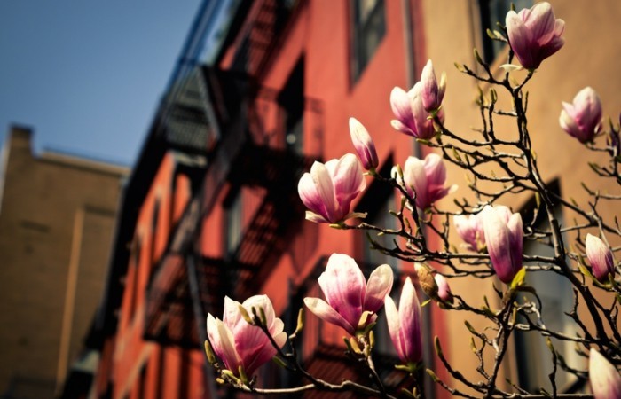 photographie-printemps-saison-professionnelle-photo-printemps-beauté-magnolia-dans-la-ville
