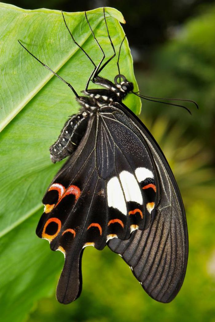 photos-de-papillons-espèce-de-papillon-noire