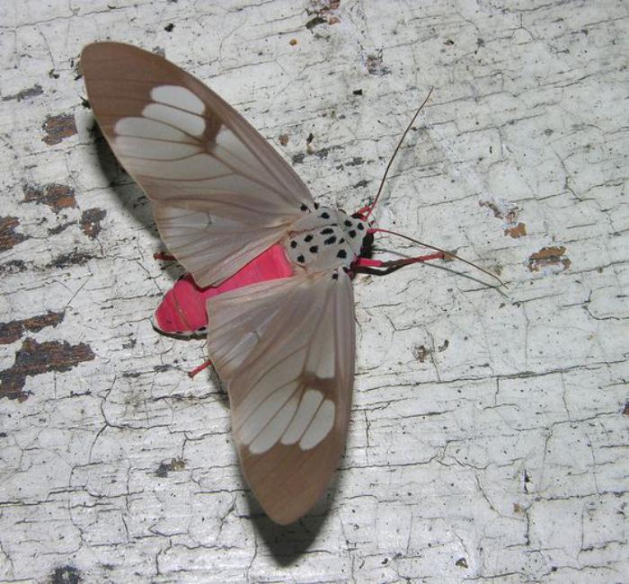 photos-de-papillons-espèces-de-papillons-uniques