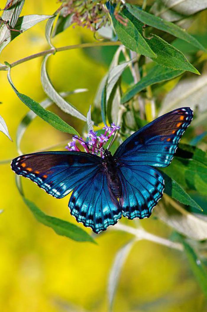 photos-de-papillons-la-beauté-des-papillons-bleus