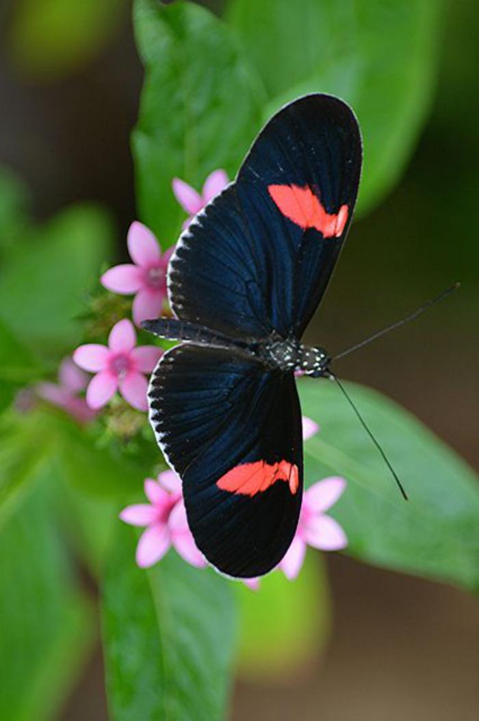 photos-de-papillons-la-vie-des-créatures-uniques