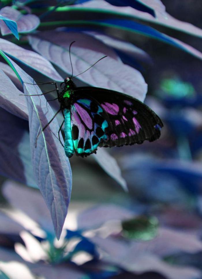 photos-de-papillons-papillon-bariolé-en-teintes-magnifiques