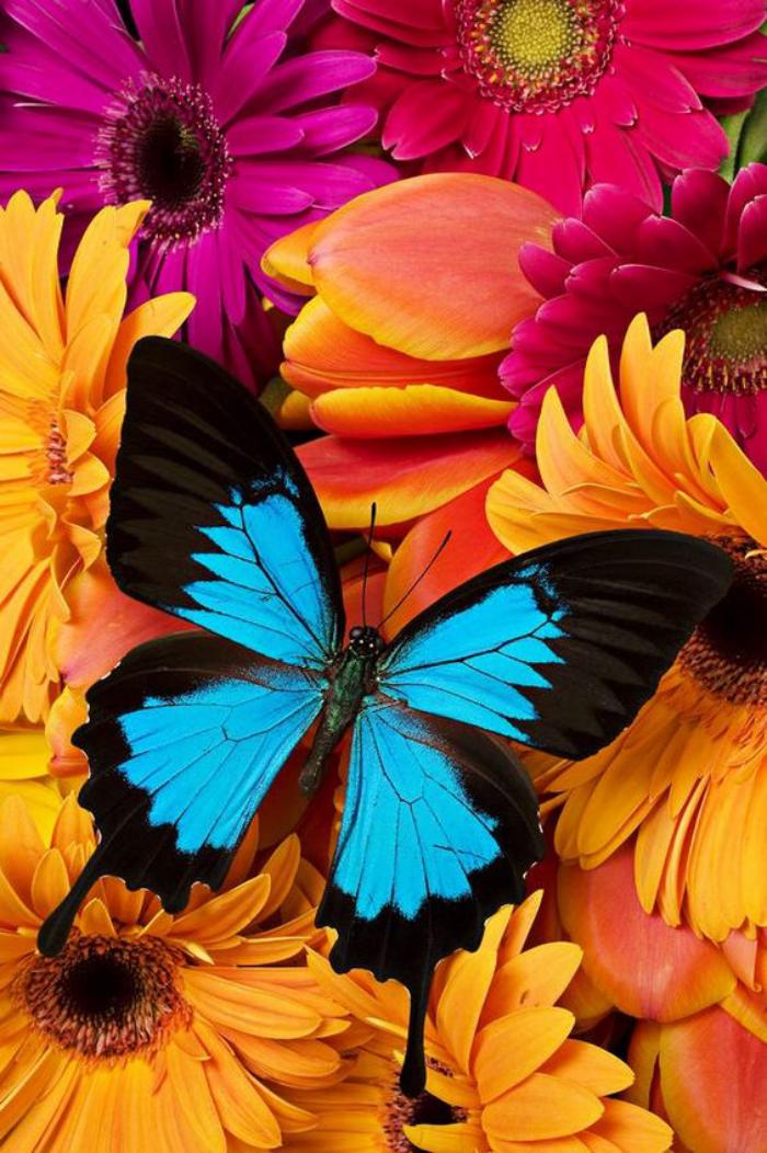 photos-de-papillons-papillon-bleu-juché-sur-un-bouquet