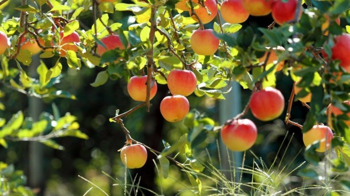 printemps-arabe-beauté-image-trop-cool-à-voir-intéressante-pommes