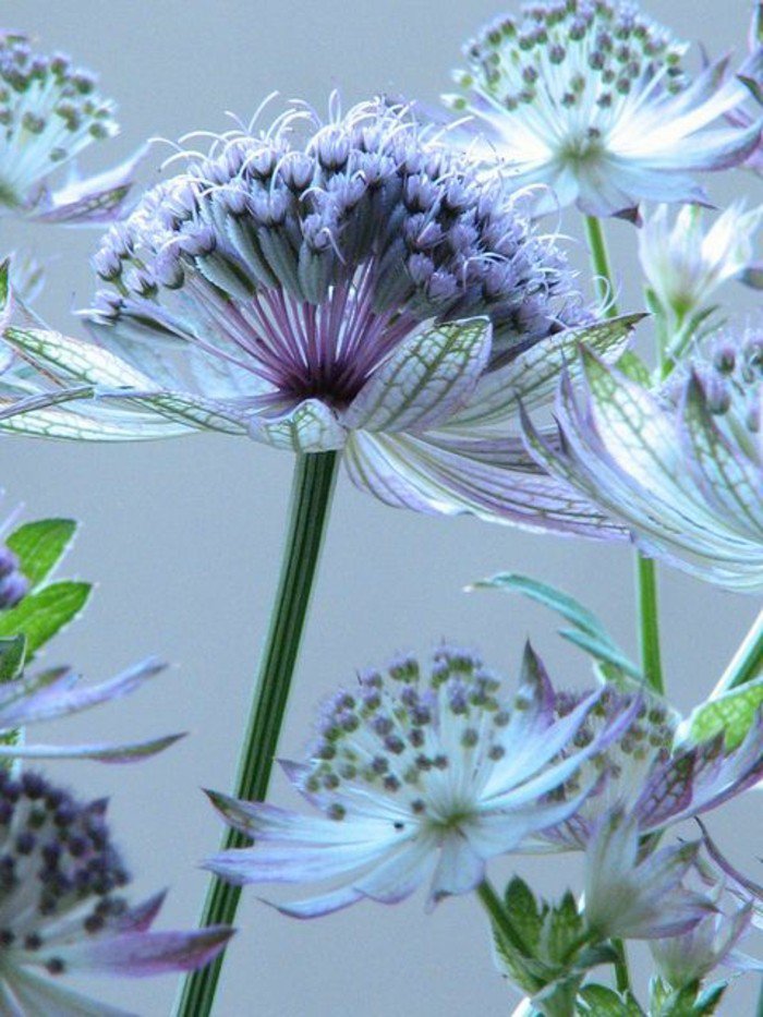 splendide-fleurs-violette-cool-image-à-mettre-comme-fond-d-ecran-j-aime