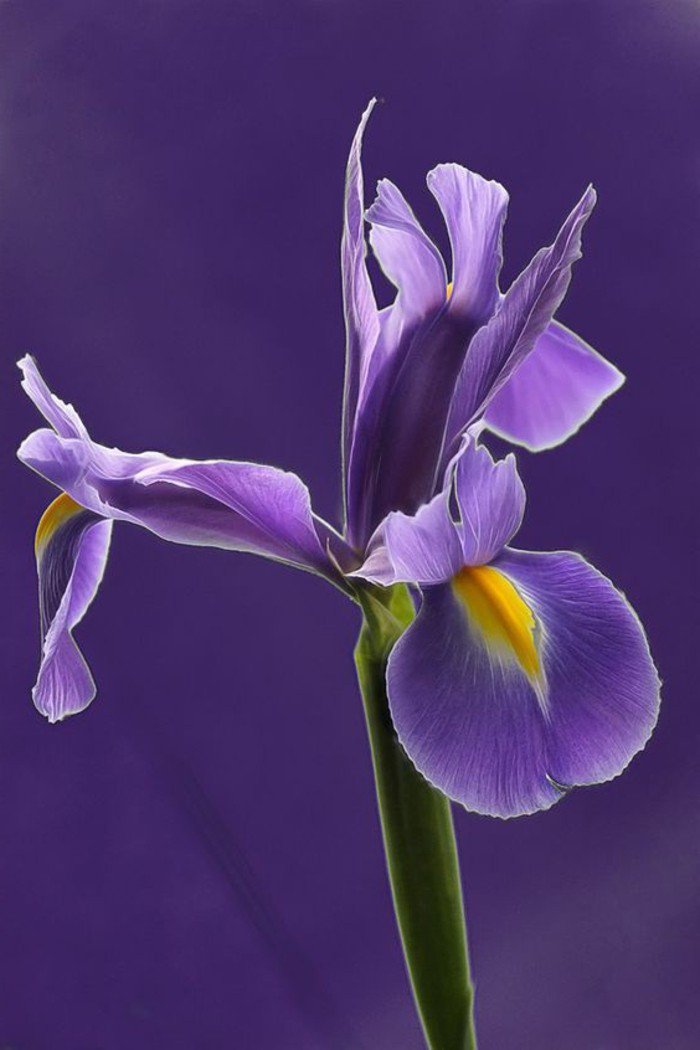 splendide-fleurs-violette-cool-image-à-mettre-comme-fond-d-ecran-pres-des-fleurs