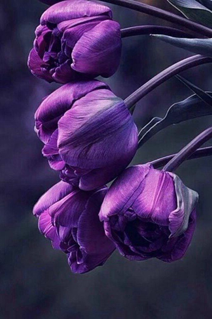 superbre-fleur-mauve-fleur-violette-fleurs-des-alpes-jolie-photographie-tulips