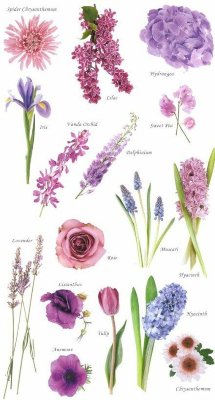 voir-la-violette-fleur-fleurs-orange-plante-violette-chou-fleur-violet