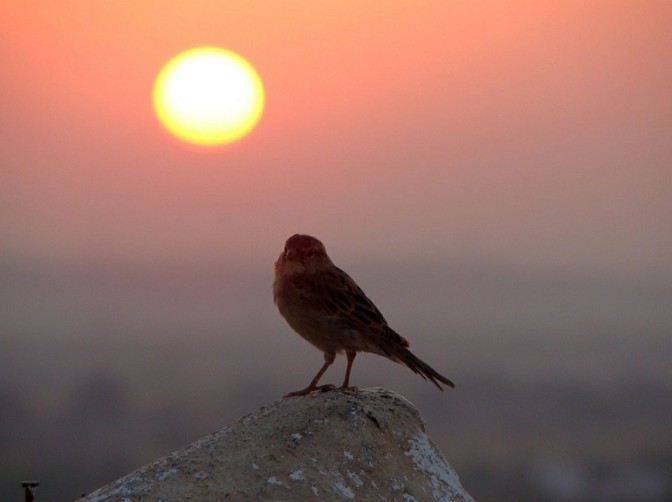 La Beaute Du Soleil Levant En 80 Images Magnifiques Archzine Fr