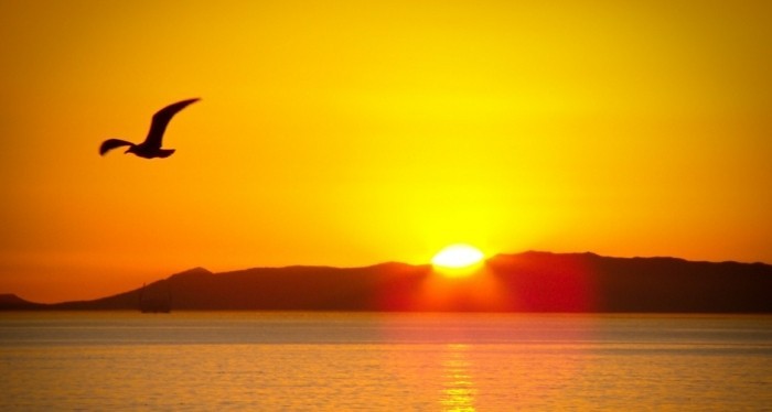 belles-images-soleil-levant-superbe-idée-photo-oiseaux-au-bord-de-la-mer