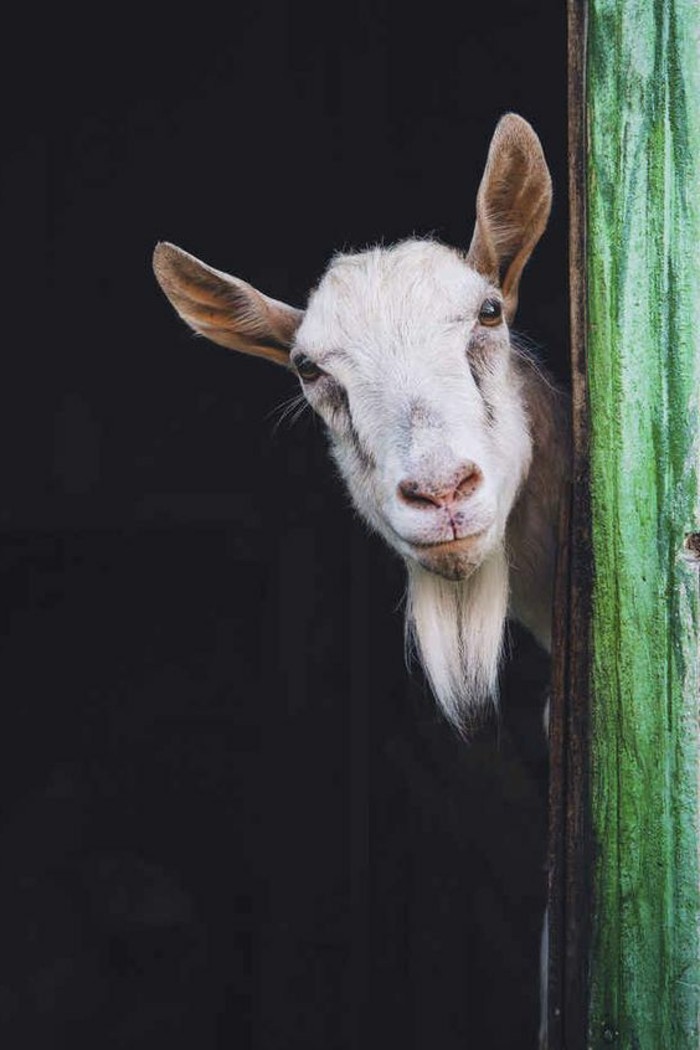 Les Plus Belles Photos De Chevreau Mignon Archzine Fr