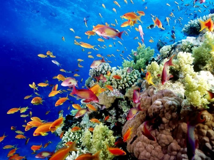 Great-Barrier-Reef-poissons-liste-de-chose-à-faire-avant-de-mourir