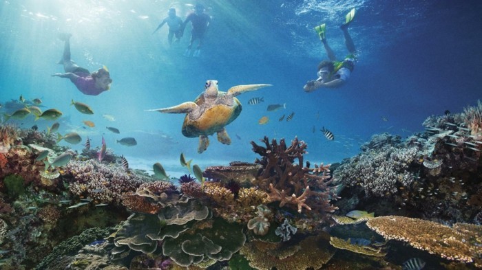 Great-Barrier-Reef-poissons-se-plonger-liste-de-chose-à-faire-avant-de-mourir