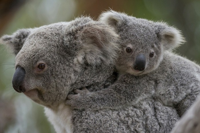 animal-koala-image-de-bébé-mignon-bebe-et-maman