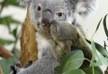 Les meilleures photos et vidéos de bébé koala!