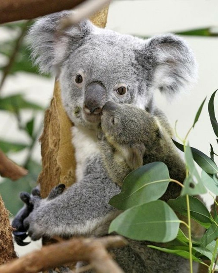 animal-koala-image-de-bébé-mignon-bisou-bébé-koala