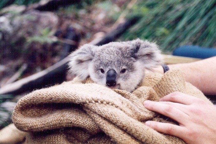 animal-koala-image-de-bébé-mignon-nature-beauté