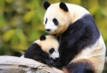 Le bébé panda – pouvez-vous choisir le plus mignon?