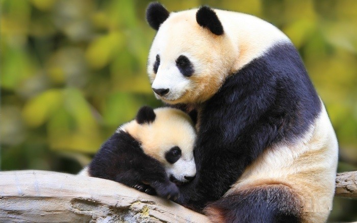 animal-panda-dessin-belle-photo-nature-maman-et-bébé