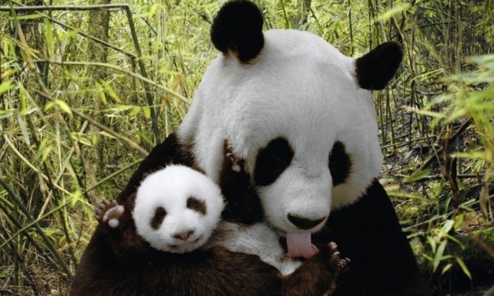 animal-panda-dessin-belle-photo-nature-nature-beauté