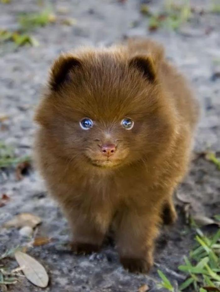 animaux-miniatures-chien-miniature-qui-ressemble-à-ourson