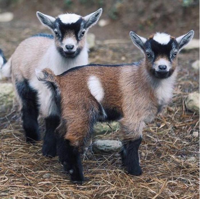 animaux-miniatures-deux-chèvres-naines-dans-une-ferme