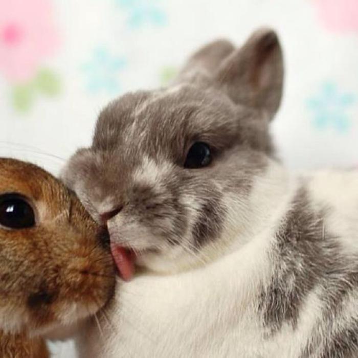 animaux-miniatures-deux-petits-lapins-qui-s'aiment