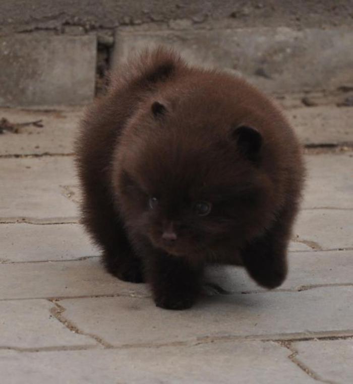 animaux-miniatures-petit-chien-qui-ressemble-à-un-ourson