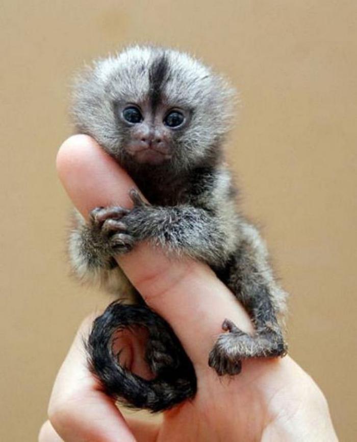 animaux-miniatures-singe-mignon-incroyable-qui-se-tient-à-votre-doigt