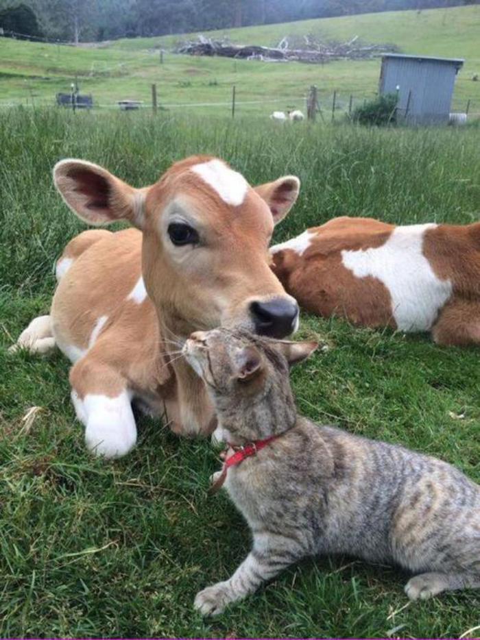 animaux-miniatures-vache-miniature-qui-joue-avec-un-chat