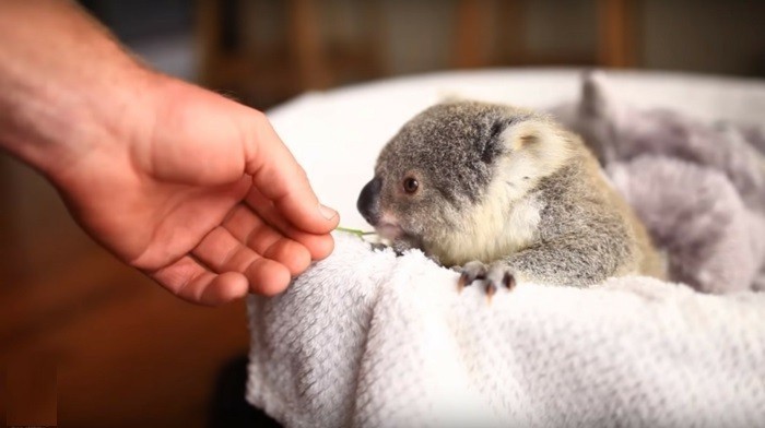 Les Meilleures Photos Et Videos De Bebe Koala Archzine Fr