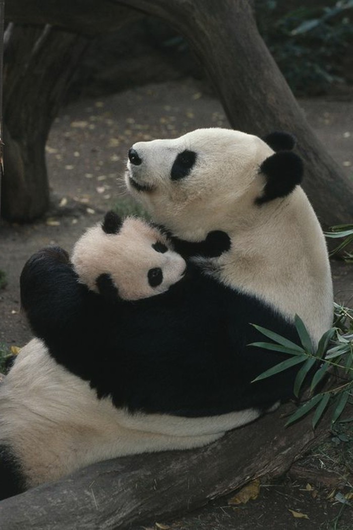 Le Bebe Panda Pouvez Vous Choisir Le Plus Mignon Archzine Fr