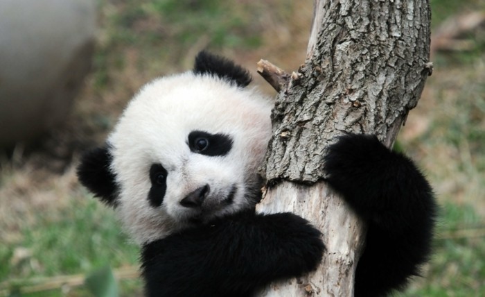 beau-bébé-panda-jolies-images-animal-mignon