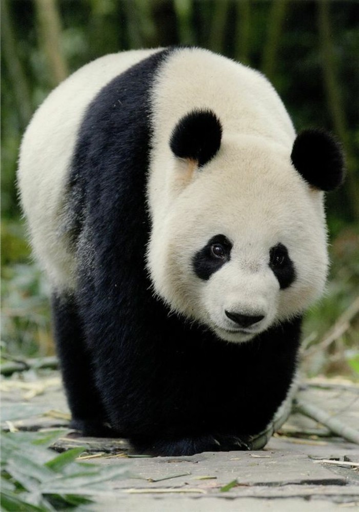 beau-panda-adorable-stickers-panda-chambre-bébé-embrasse
