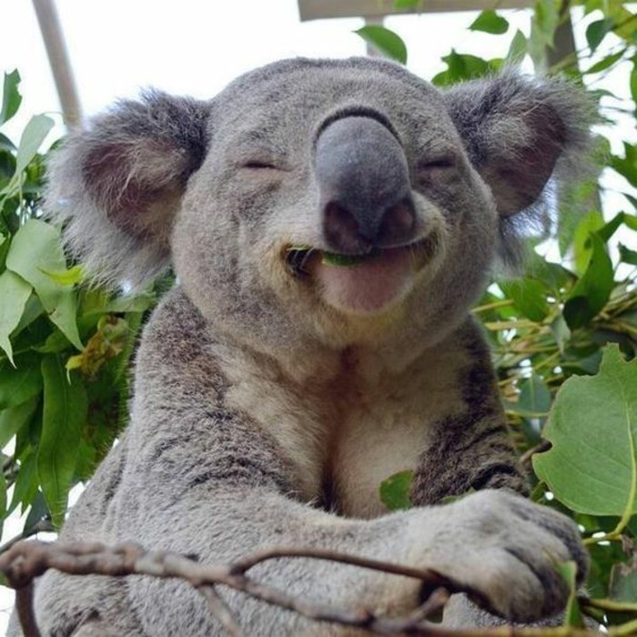 beauté-de-nature-koala-animal-le-koala-amusant