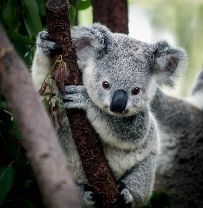 beauté-de-nature-koala-animal-le-koala-cool