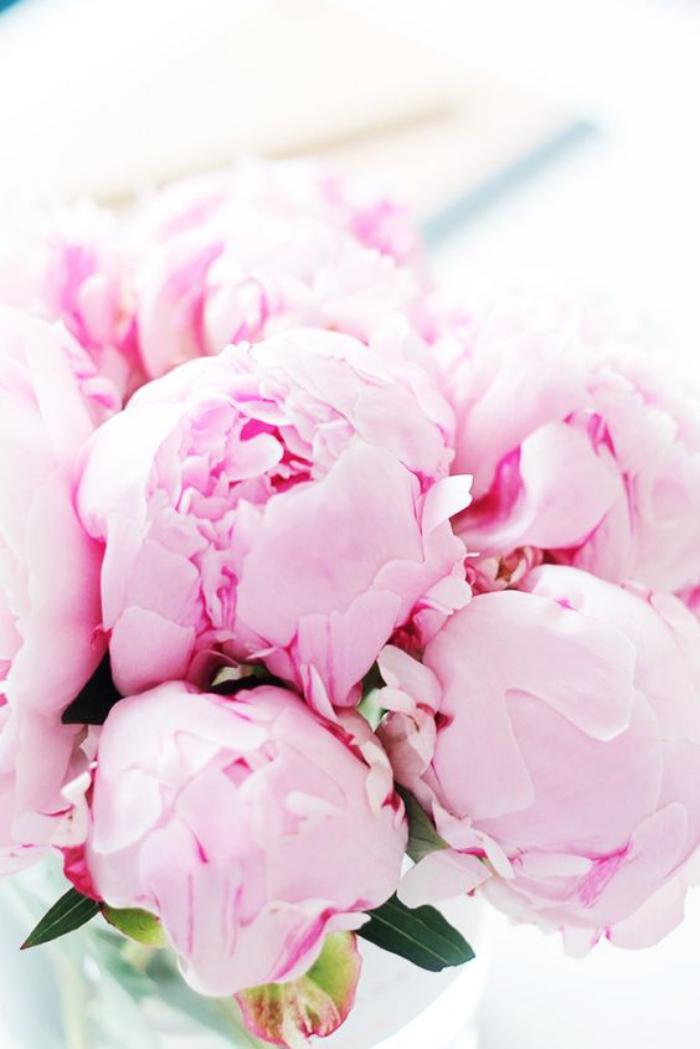 bouquet-de-pivoines-roses-pâles-le-meilleur-bouquet-de-printemps