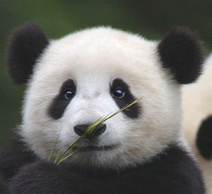 bébé-panda-image-jolie-d-animal-beauté-nature