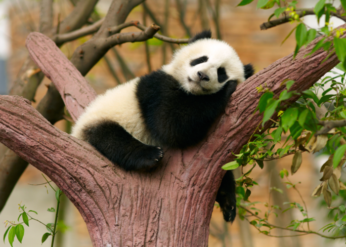 bébé-panda-jolies-images-animal-mignon-arbre