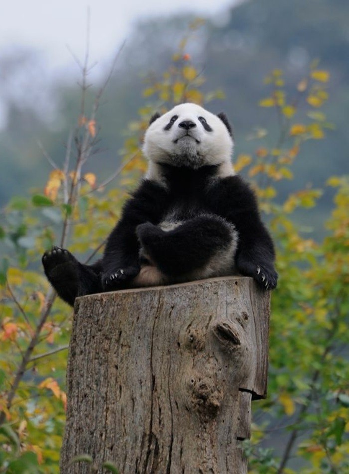bébé-panda-jolies-images-animal-mignon-beauté-de-la-nature