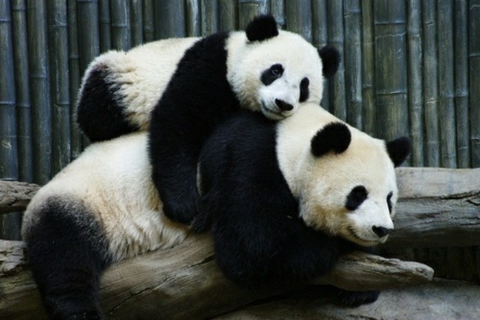 bébé-panda-jolies-images-animal-mignon-chouette