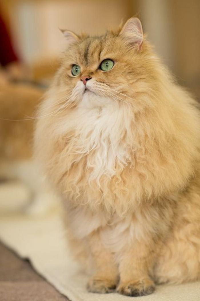 chat-persan-beige-aux-yeux-verts-et-très-poilu
